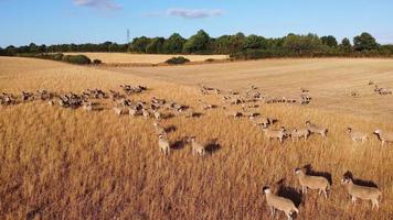 Schöne Lamm- und Schaffarmen in England, Luftaufnahme der Drohne über viele Schafe video
