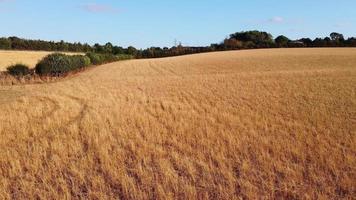 belas fazendas de cordeiro e ovelhas na inglaterra, vista aérea do drone sobre muitas ovelhas video