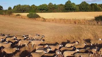 prachtige lams- en schapenboerderijen in engeland, drone's luchtfoto over veel schapen video