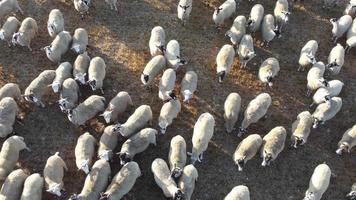 belles fermes d'agneaux et de moutons en angleterre, vue aérienne d'un drone sur beaucoup de moutons video