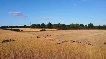 belles fermes d'agneaux et de moutons en angleterre, vue aérienne d'un drone sur beaucoup de moutons video