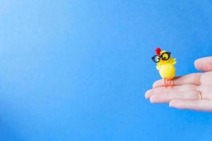 little yellow chicken in glasses in female hands on a blue background photo