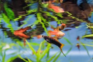 colorful exotic fish through aquarium window photo