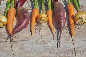 Freshly harvested homegrown organic beetroot, onion and carrot on wooden table. top view, copy space. photo