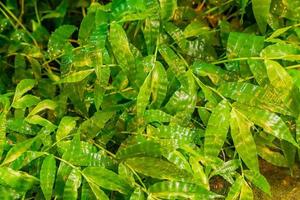 tropical leaves after the rain. Jungle nature background. photo