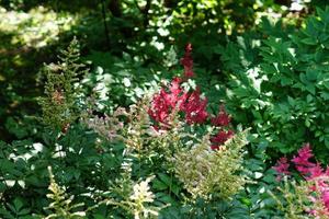 bloming red and white astilba flowers in the garden photo