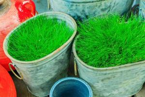 Top view of green grass in metal rustic pots. Garden decoration outdoors. photo