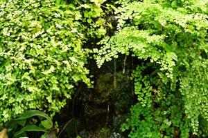 artificial mini waterfall among green tropical plants photo