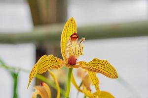 yellow exotic orchid flowers in botanical garden photo