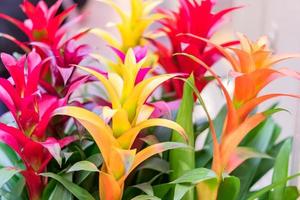 colorful blooming bromeliad flowers indoors, soft focus photo