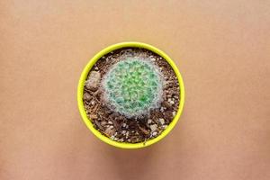 top view of Mammillaria bombycina cactus in yellow ceramic pot om brown background. photo