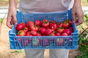 Women holding a plastic box with fresh harvest of organic tomatoes. New crop of tasty vegetables just picked in a plastic container photo