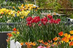 hermosos tulipanes multicolores floreciendo en el jardín en primavera. brillante paisaje primaveral. foto