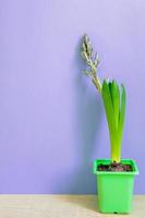 flor de jacinto azul capullo cerrado en maceta de transporte verde sobre fondo púrpura. copie el espacio foto