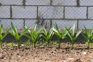 tallos jóvenes de allium con brotes en el jardín. foto