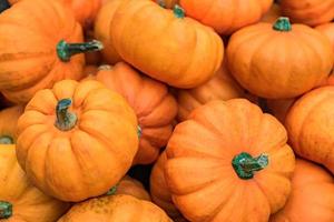 otoño otoño y fondo de halloween. marco de pequeñas calabazas naranjas decorativas. foto