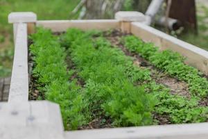 growing fresh dill and parsley in the vegetable garden, close up photo