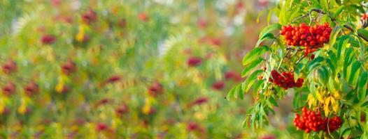 A branches of rowan with red berries banner. Autumn and natural background. Autumn banner with rowan berries and leaves. Copy space. photo