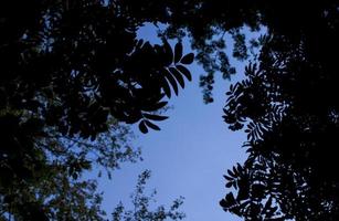 Fondo de verano abstracto con marco de hojas de árbol de serbal de silueta y espacio de copia de cielo azul foto