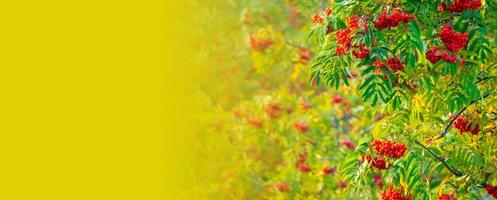 A branches of rowan with red berries bacground yellow lives banner. Autumn and natural background. Autumn banner with rowan berries and leaves. Copy space. photo