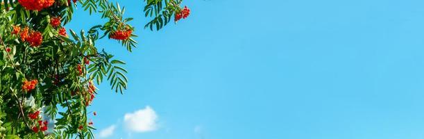 A branches of rowan with red berries background blue sky banner. Autumn and natural background. Autumn banner with rowan berries and leaves. Copy space. photo