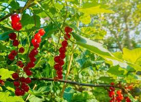 Ripe red currant berries on a branch in the garden. Red currant, currant or ordinary or garden currant Ribes rubrum photo