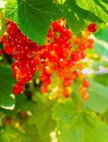 Ripe red currant berries on a branch in the garden. Red currant, currant or ordinary or garden currant Ribes rubrum photo