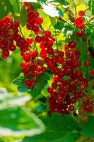 Ripe red currant berries on a branch in the garden. Red currant, currant or ordinary or garden currant Ribes rubrum photo