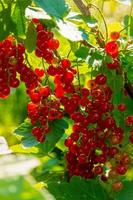 Ripe red currant berries on a branch in the garden. Red currant, currant or ordinary or garden currant Ribes rubrum photo