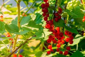 Ripe red currant berries on a branch in the garden. Red currant, currant or ordinary or garden currant Ribes rubrum photo