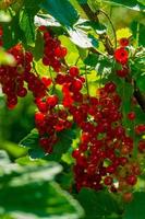 Ripe red currant berries on a branch in the garden. Red currant, currant or ordinary or garden currant Ribes rubrum photo