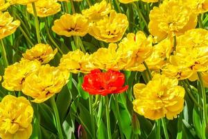 Field of yellow and one red tulips . Flower background. Summer garden landscape photo