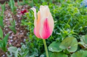 primer plano de un tulipán amarillo floreciente en el jardín. fondo floral foto