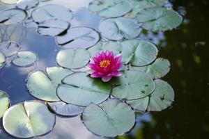 beautiful pink water lily floating on water surface photo
