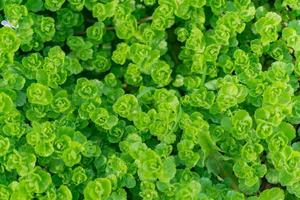 textura de fondo de follaje verde. vista superior de plantas en crecimiento foto