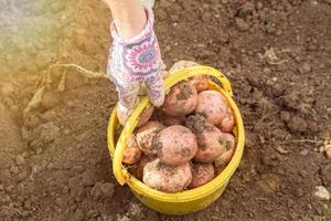 Hands harvesting fresh organic potatoes from soil into plastic bucket. Natural vegetable fresh agriculture food photo