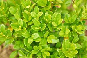 Natural background of tiny green leaves in tropical forest photo