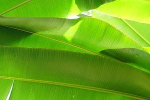 close up of banana palm leaves in tropical forest photo