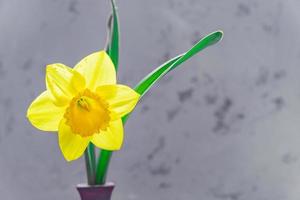 blooming yellow daffodil or narcissus flower inclay vase on gray background photo