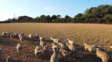 prachtige lams- en schapenboerderijen in engeland, drone's luchtfoto over veel schapen video