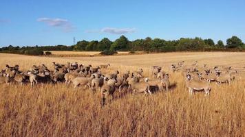 belles fermes d'agneaux et de moutons en angleterre, vue aérienne d'un drone sur beaucoup de moutons video