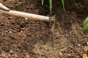 Woman hand remove weeds from garden soil using hoe photo