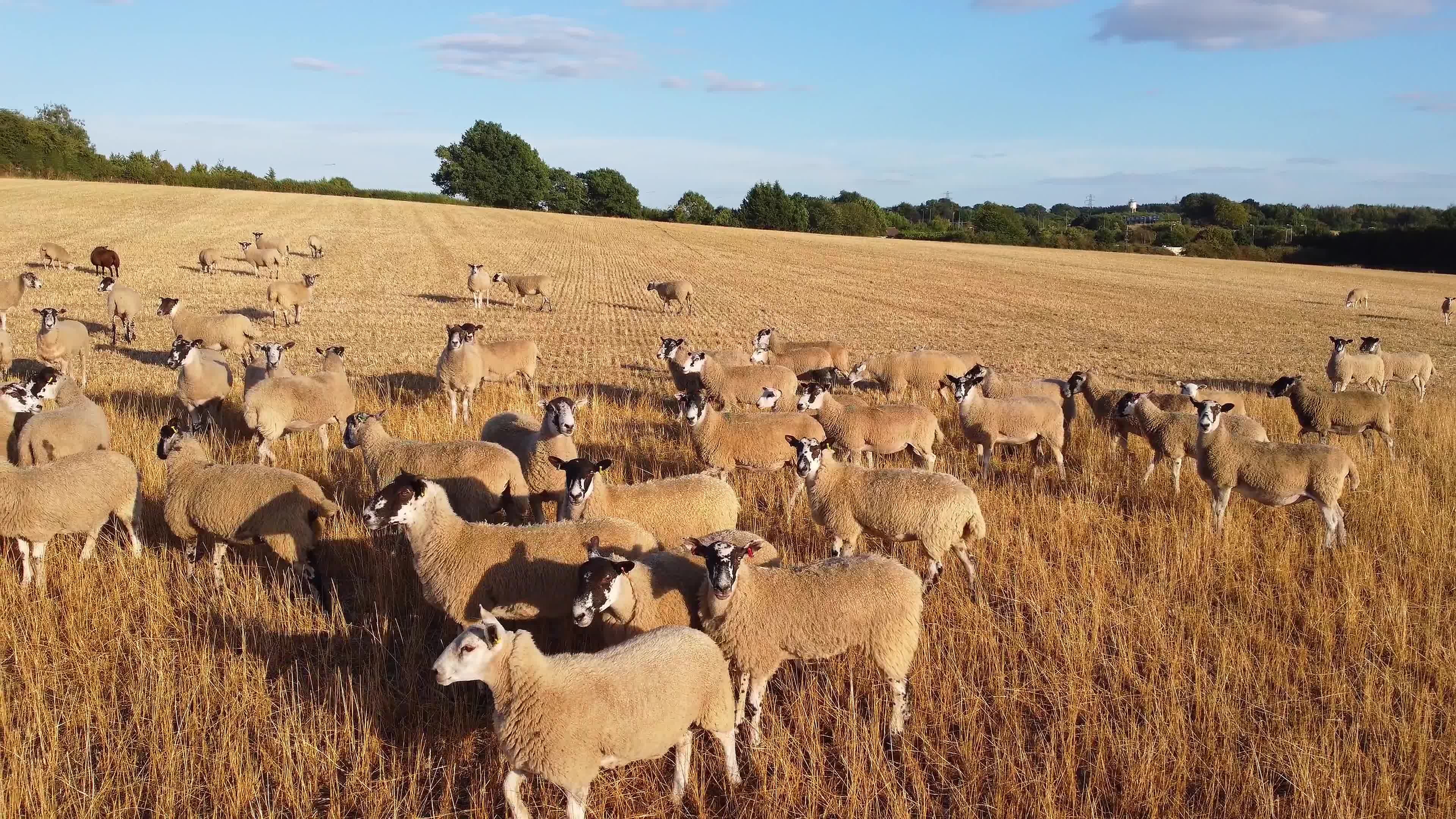 Beautiful Lamb and Sheep Farms at England, Drone's aerial view over