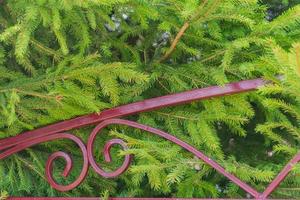 Background texture of green Fir tree branch. Fluffy young branch Fir tree behind the metal fence photo