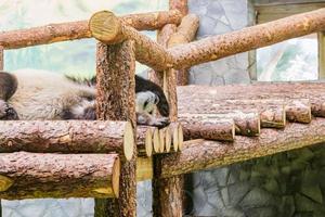 lindo panda dormido en el zoológico. animal salvaje foto