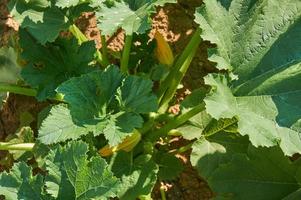 Growing squash in Vegetable garden. Natural farming and healthy eating consept photo