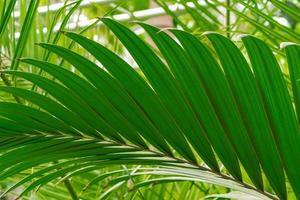 close up of tropical plant. Green leaves background photo