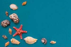 Sea shells and starfish on light blue background with copy space. summer holiday and vacation concept photo