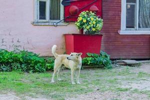 perro callejero blanco sin hogar en la calle foto