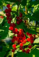 Ripe red currant berries on a branch in the garden. Red currant, currant or ordinary or garden currant Ribes rubrum photo